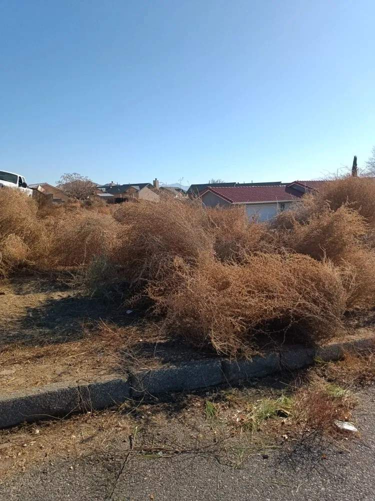 Reliable landscaping services with custom design in Apple Valley, CA by Elite Tree Services And Landscaping