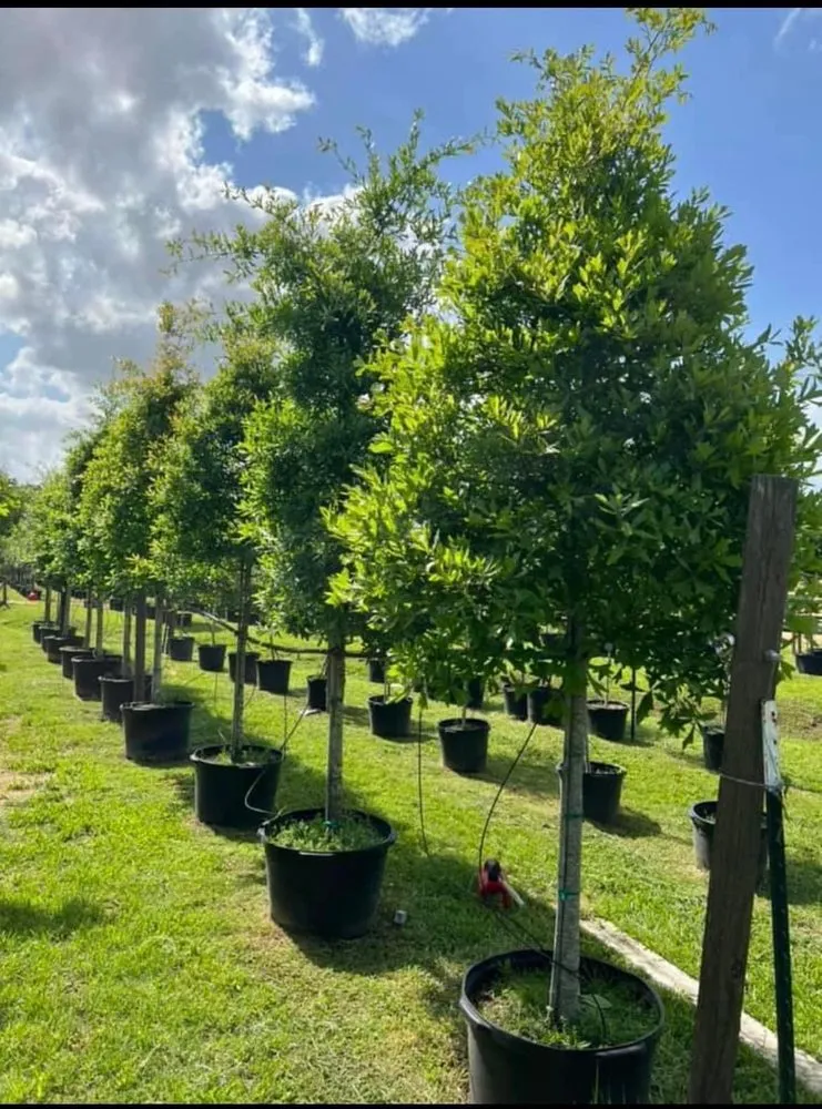 Trusted outdoor landscaping experts serving Houston, TX - Elite Tree Specialist