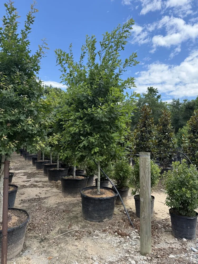 Custom landscape installation in Houston, TX - Elite Tree Specialist