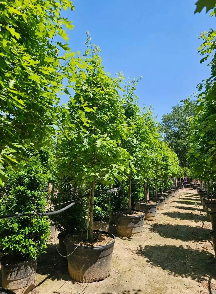 Trusted residential landscaping experts serving Houston, TX - Elite Tree Specialist