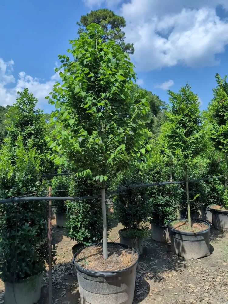 Custom landscaping services in Houston, TX - Elite Tree Specialist