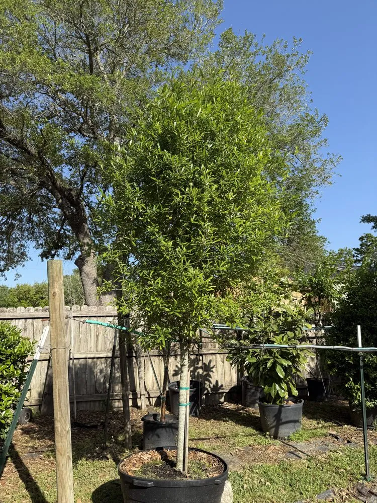 Affordable landscape installation for residential properties across Houston, TX - Elite Tree Specialist