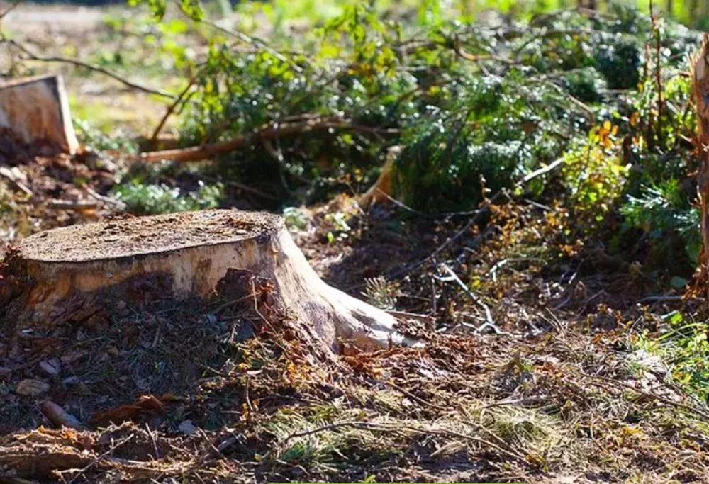 Affordable lawn mowing service for homes in Athens, WI by Elite Yard Service