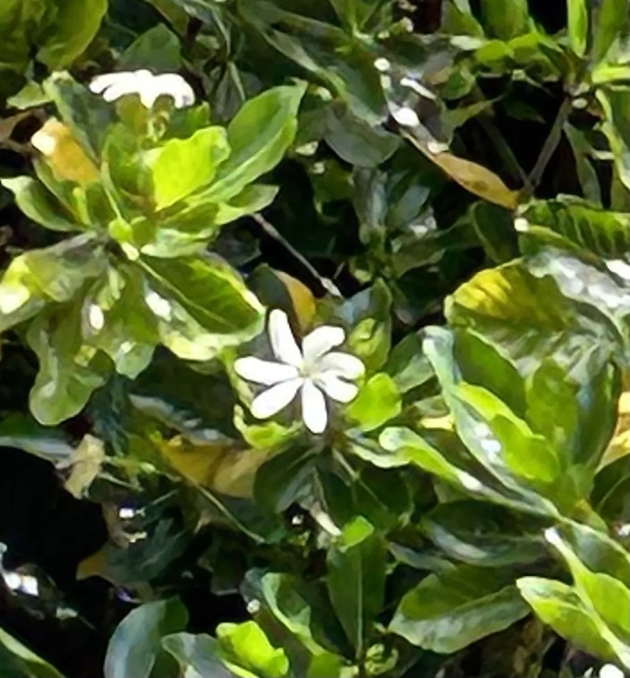 Trusted yard cleanup service in Kapolei, HI by ELITE YARD SERVICES