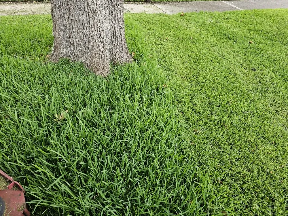 Top-rated residential landscaping for year-round maintenance in Jacksonville, FL by EliteScapes