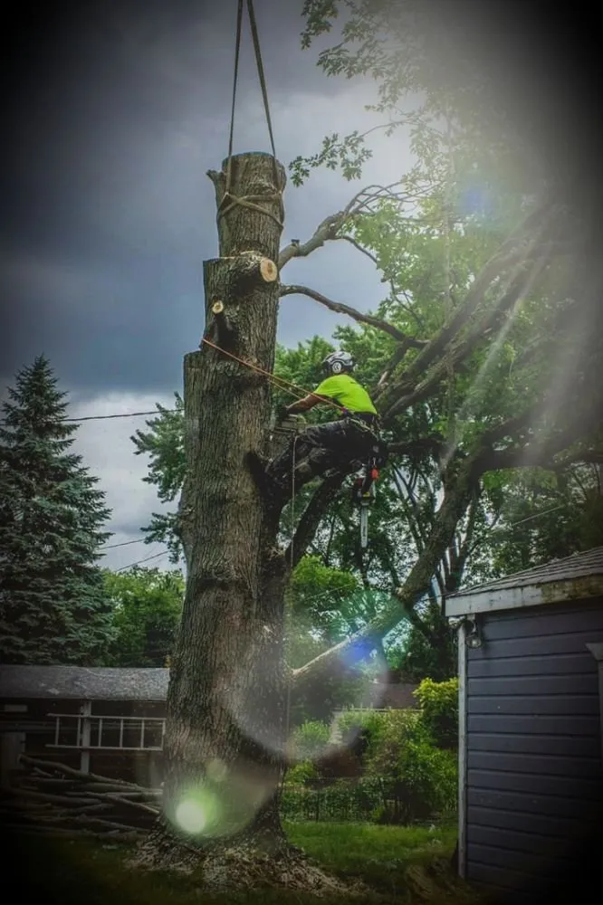 Custom lawn care service for outdoor upgrades in Castro Valley, CA by EliteyardsLandscaping