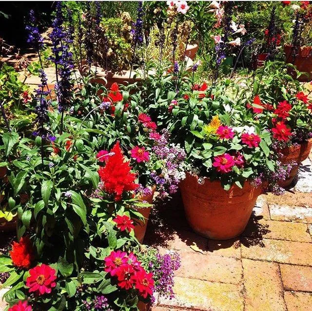 Trusted landscaping services in Castro Valley, CA - EliteyardsLandscaping