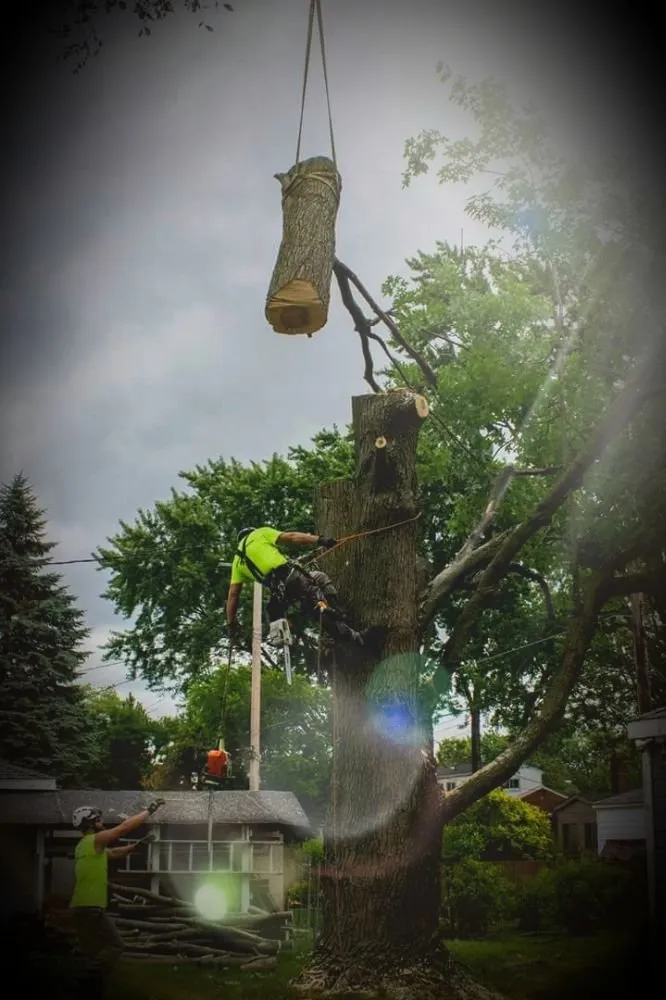 Reliable landscape installation experts serving Castro Valley, CA - EliteyardsLandscaping