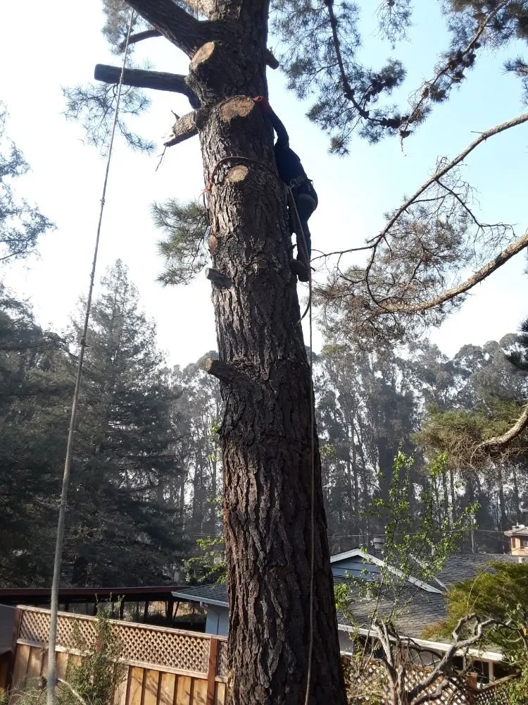 Custom outdoor landscaping experts serving Castro Valley, CA - EliteyardsLandscaping