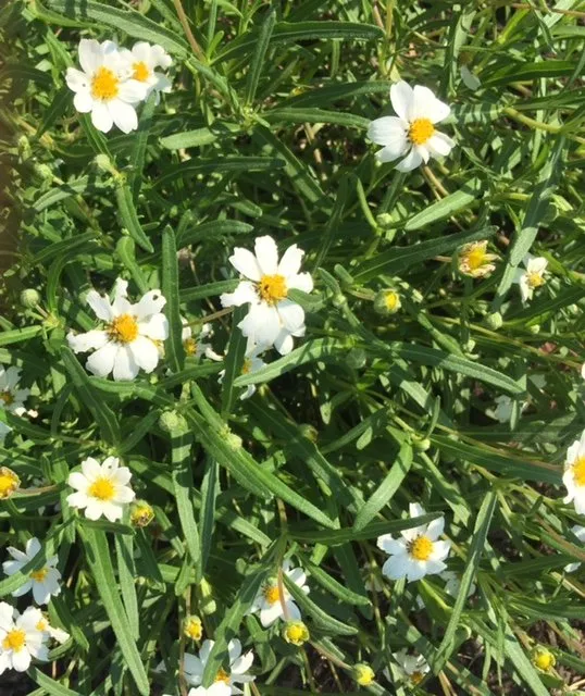 Local yard maintenance near you across Fort Worth, TX - Elizabeth Anna's Old World Garden