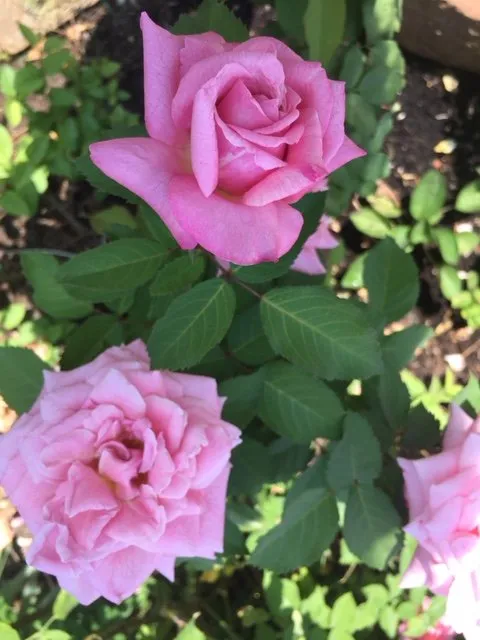 Top-rated residential landscaping in Fort Worth, TX - Elizabeth Anna's Old World Garden