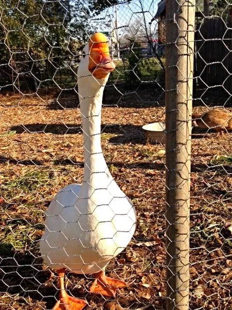 Professional yard maintenance for year-round maintenance across Fort Worth, TX - Elizabeth Anna's Old World Garden