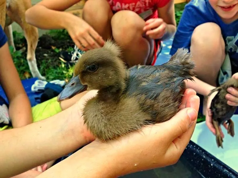 Trusted landscaping services near you across Fort Worth, TX - Elizabeth Anna's Old World Garden