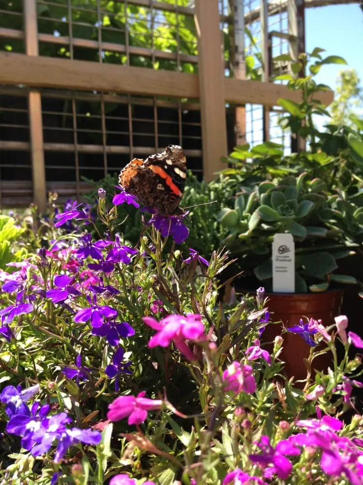 Local lawn mowing service experts serving Fort Worth, TX - Elizabeth Anna's Old World Garden