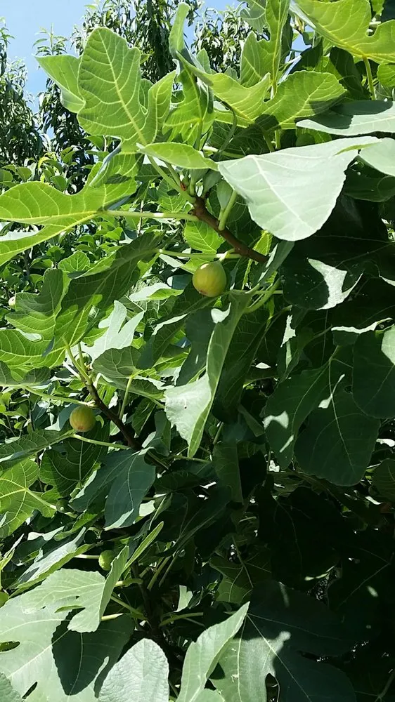 Trusted lawn care service for homes in Fort Worth, TX by Elizabeth Anna's Old World Garden