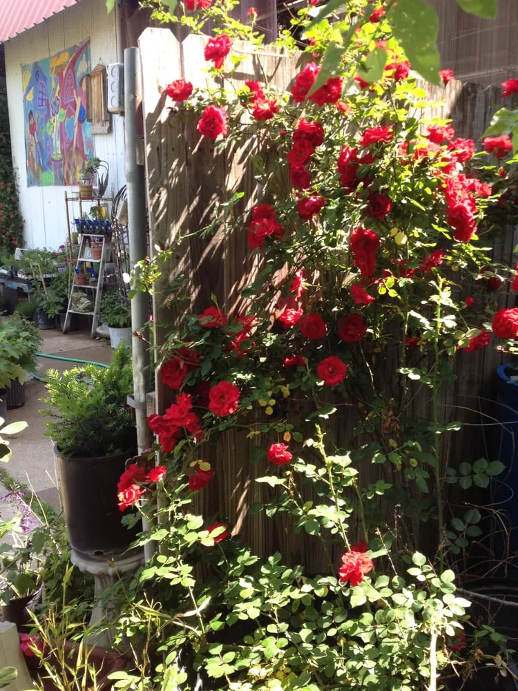 Reliable landscape installation in Fort Worth, TX by Elizabeth Anna's Old World Garden