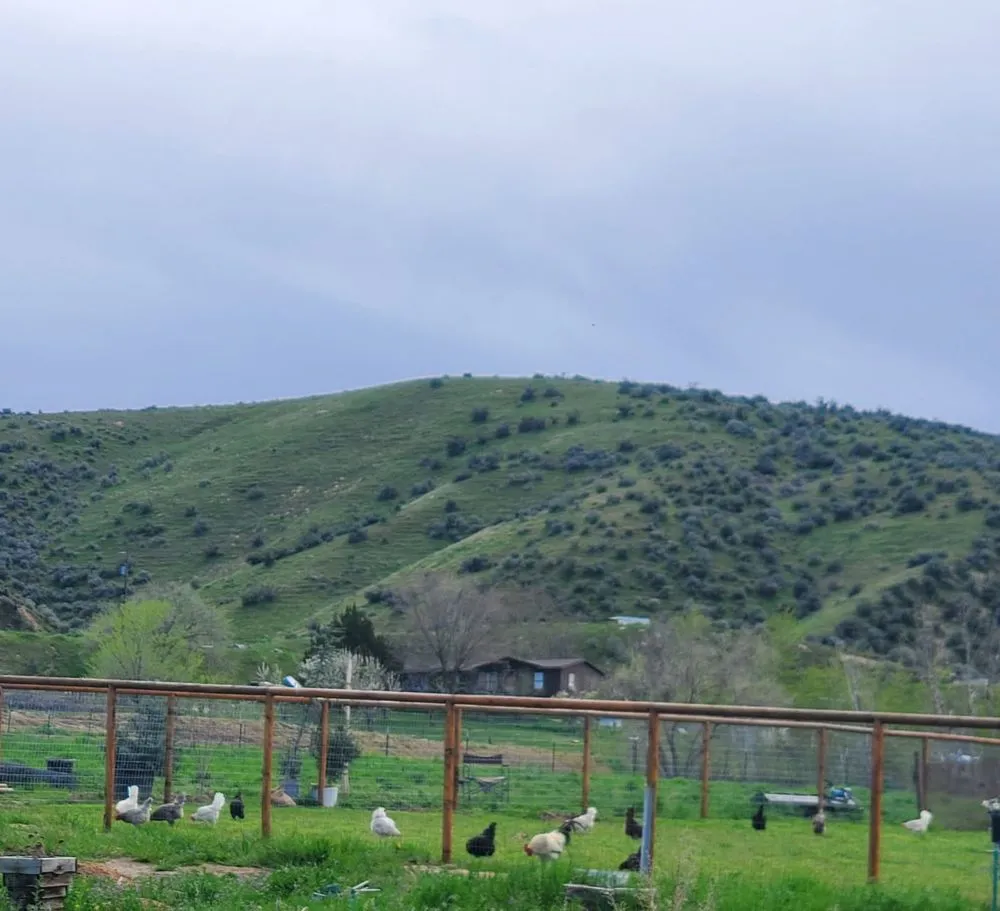 Expert yard maintenance for beautiful yards across Emmett, ID - Elk Ridge Landscaping