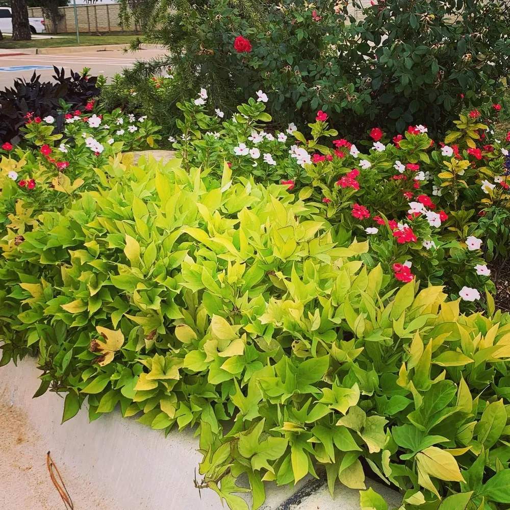 Top-rated yard cleanup service in Norman, OK by Elkhorn Landscaping