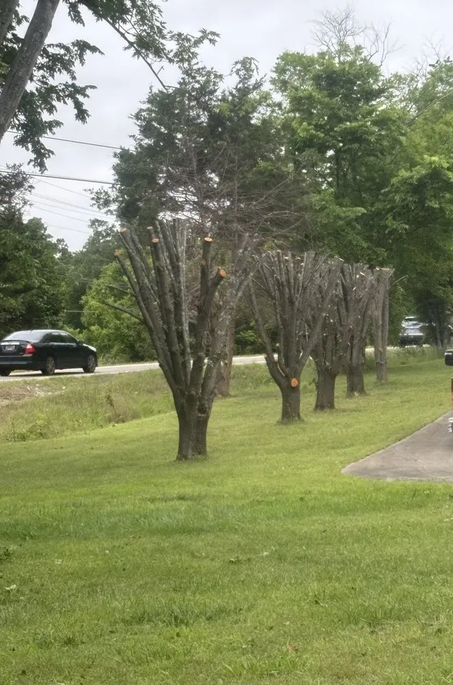 Professional yard maintenance in Clarksville, TN by Elkins Forestry & Services