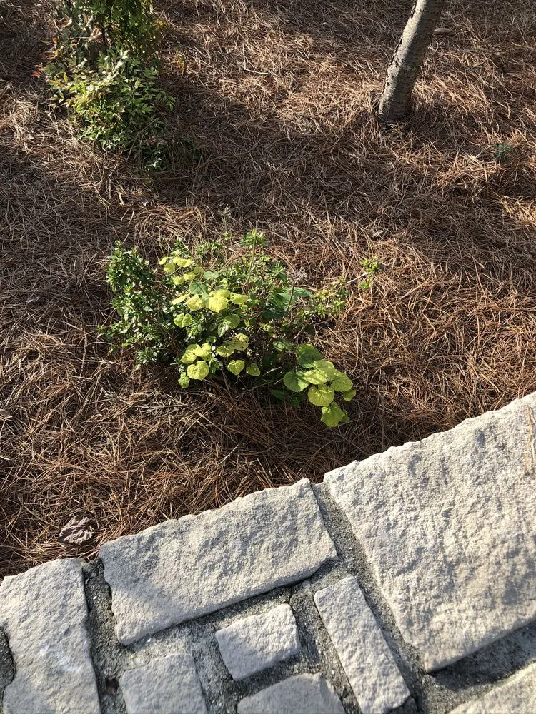 Trusted lawn care service for outdoor upgrades in New Bern, NC by Elks Lawn Care & Landscaping