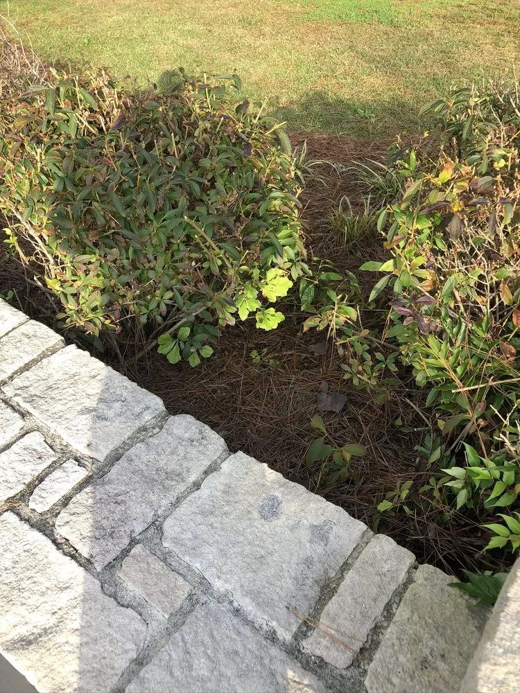 Affordable yard cleanup service in New Bern, NC by Elks Lawn Care & Landscaping