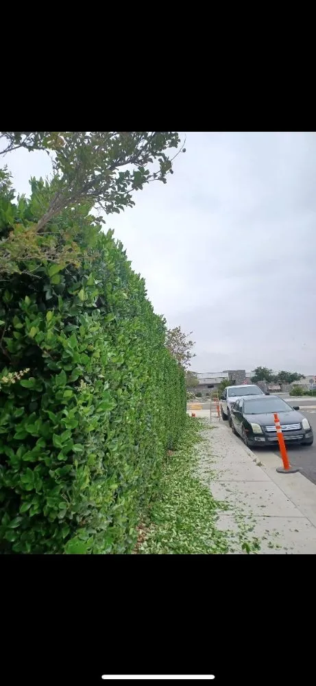 Custom landscape installation in Tulare, CA - ELL Lawn Care Service