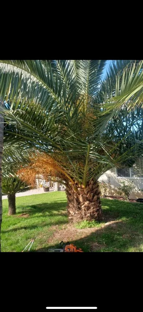 Local landscape design in Tulare, CA - ELL Lawn Care Service