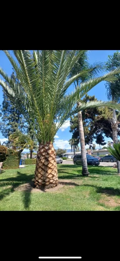 Top-rated lawn mowing service experts serving Tulare, CA - ELL Lawn Care Service