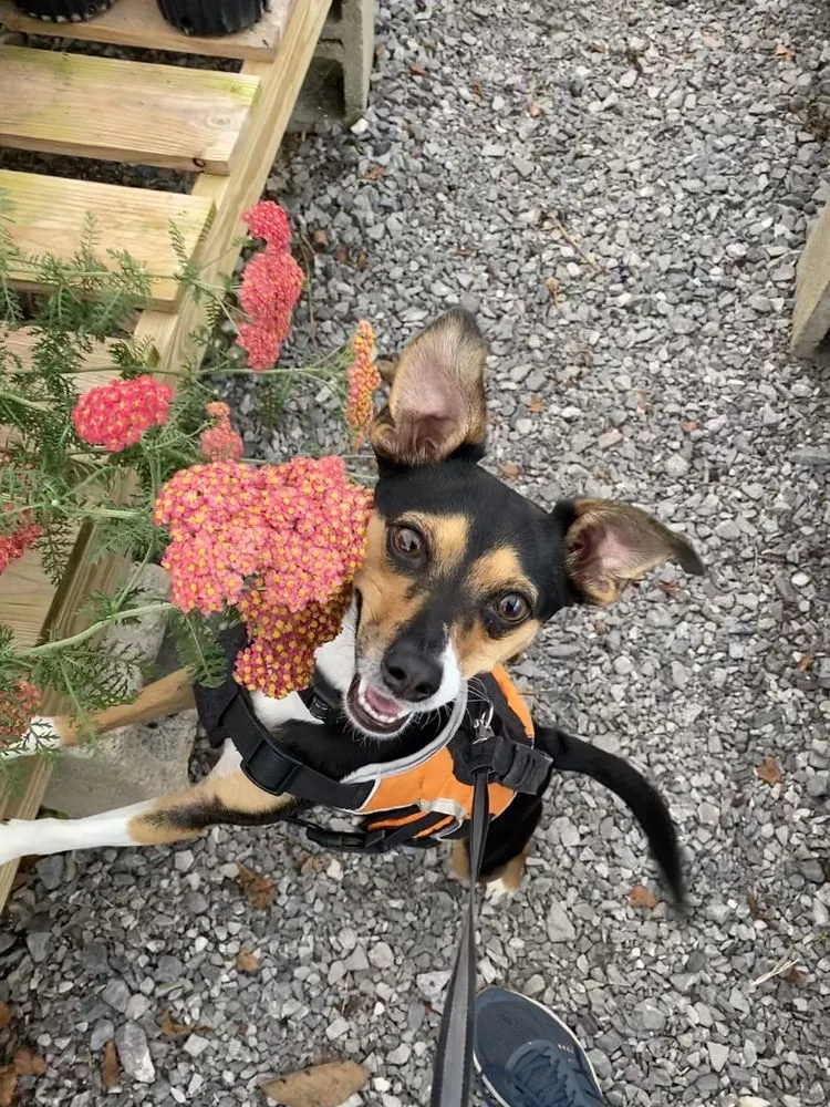 Trusted outdoor landscaping in Knoxville, TN - Ellenburg Landscaping & Nursey