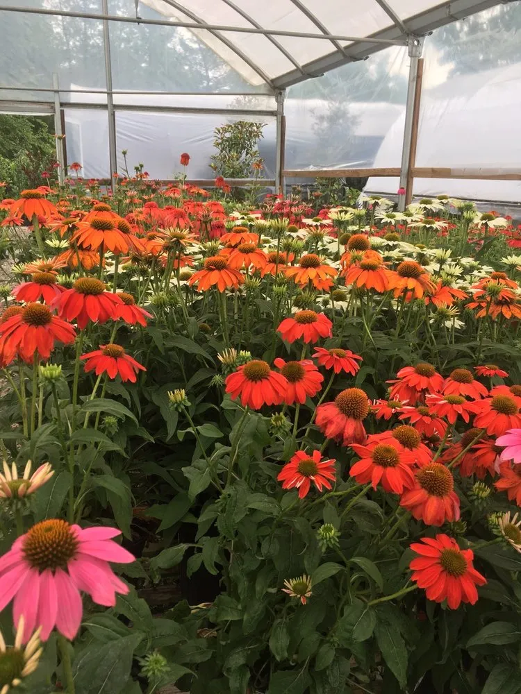 Top-rated yard cleanup service experts serving Knoxville, TN - Ellenburg Landscaping & Nursey