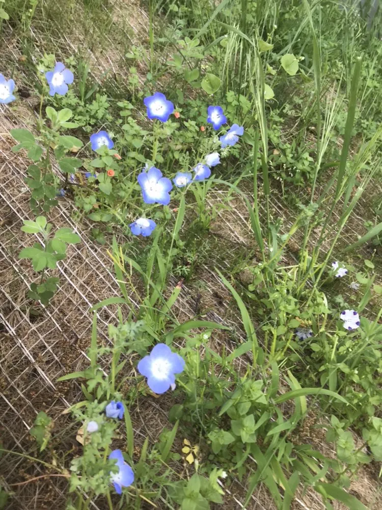 Affordable landscape design in Fairfax, CA - Elliott Land Management