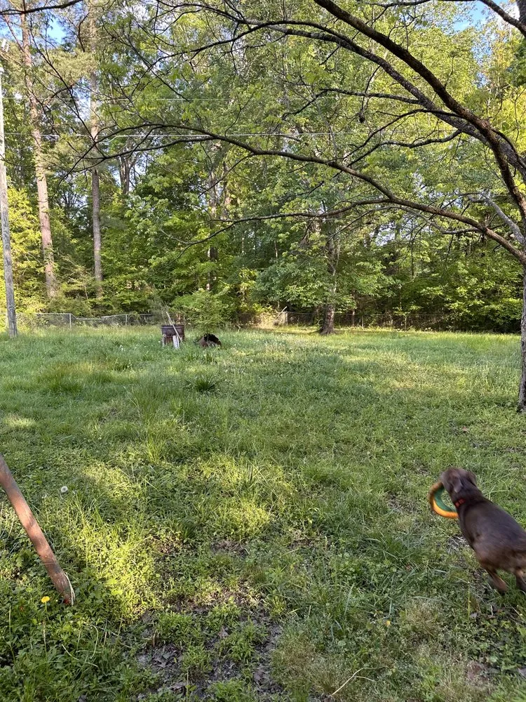 Reliable yard cleanup service for beautiful yards in Pittsboro, NC by Ellis landscaping