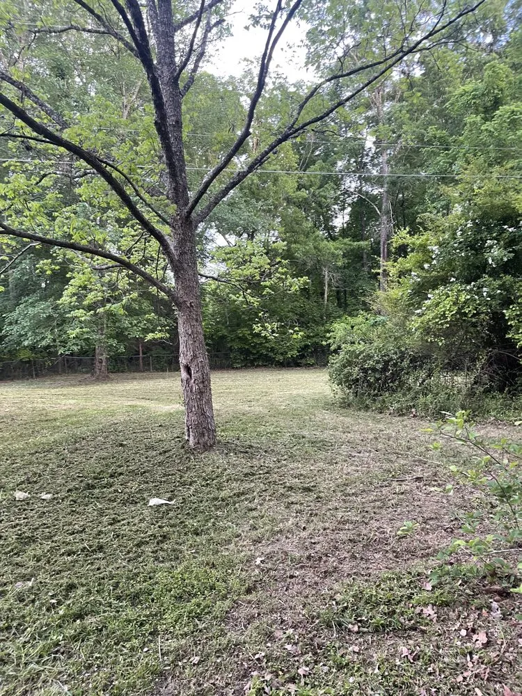 Local yard cleanup service in Pittsboro, NC by Ellis landscaping