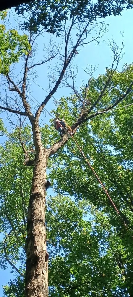 Trusted landscape installation in Culpeper, VA - Ellis Outdoor Services