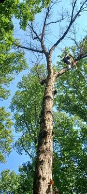 Ellis Outdoor Services