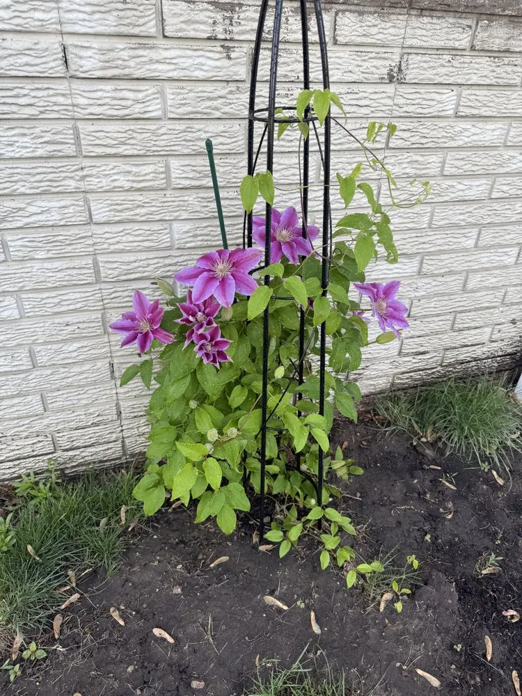 Custom yard maintenance in Springville, IA - Ellison Lawn Care