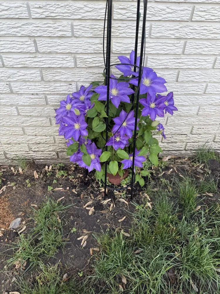 Trusted outdoor landscaping for residential properties across Springville, IA - Ellison Lawn Care