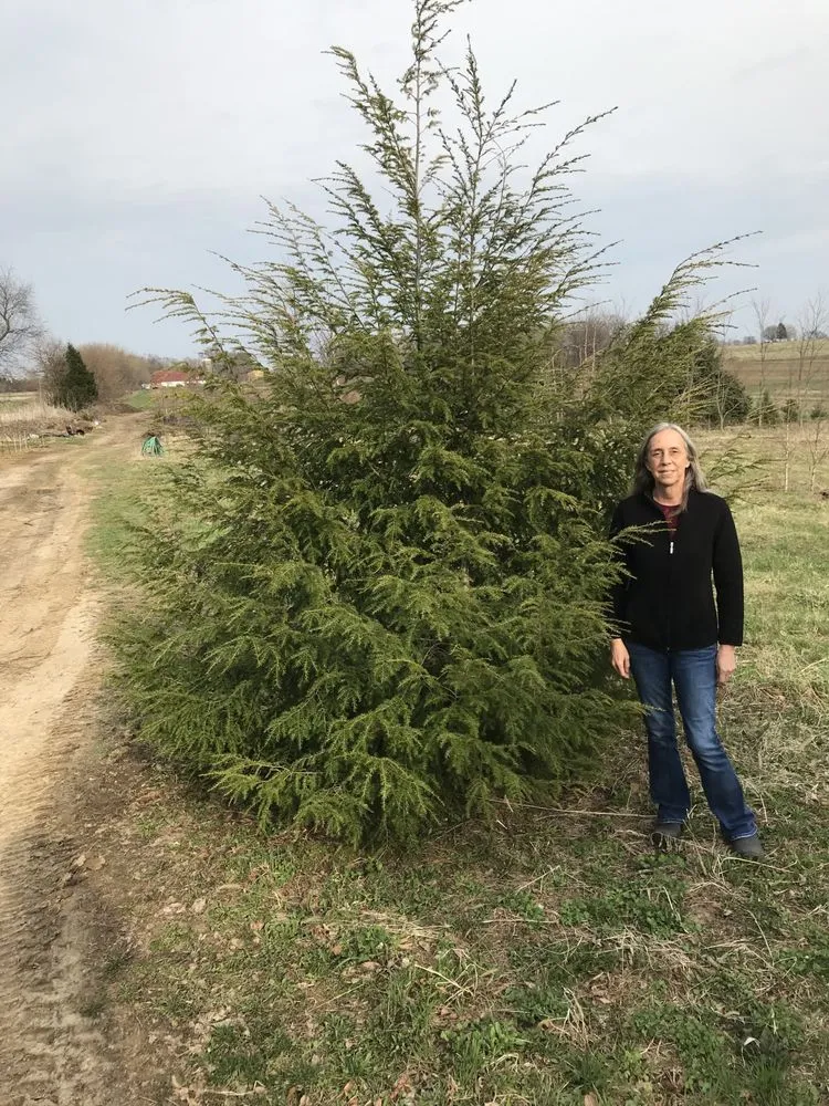Reliable landscape installation for residential properties in Caledonia, IL by Ellsworth Nursery