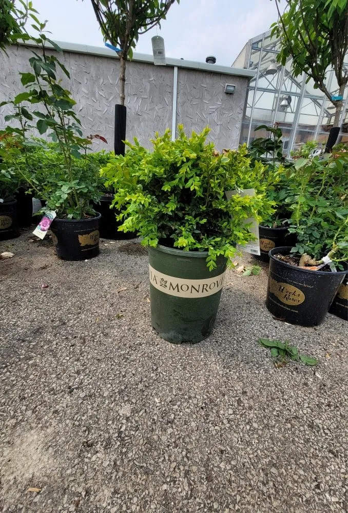 Trusted landscape installation for beautiful yards in Elmhurst, IL by ELM Landscapes