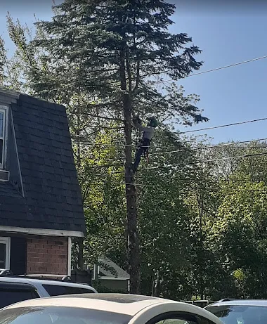 Reliable lawn care service with custom design in Lynn, MA by Elm Landscaping & Construction