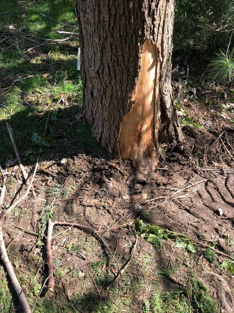 Trusted yard cleanup service in Lynn, MA - Elm Landscaping & Construction