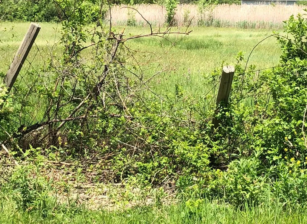 Professional yard cleanup service experts serving Lynn, MA - Elm Landscaping & Construction