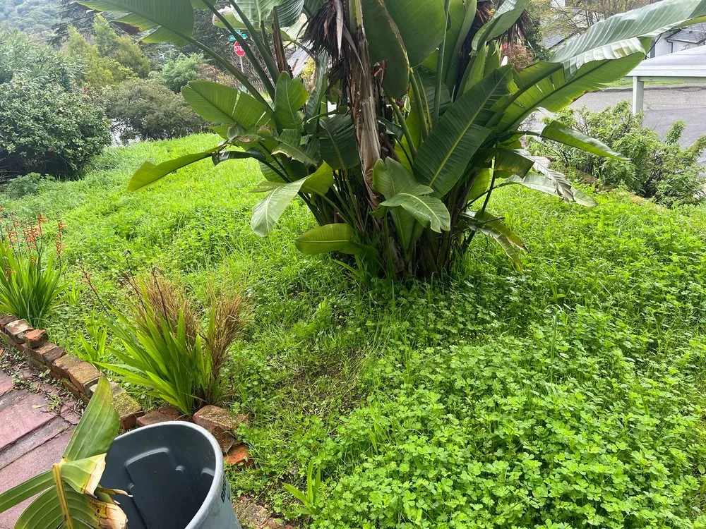 Expert landscape installation in Oakland, CA - Elmer PG Landscaping Construction