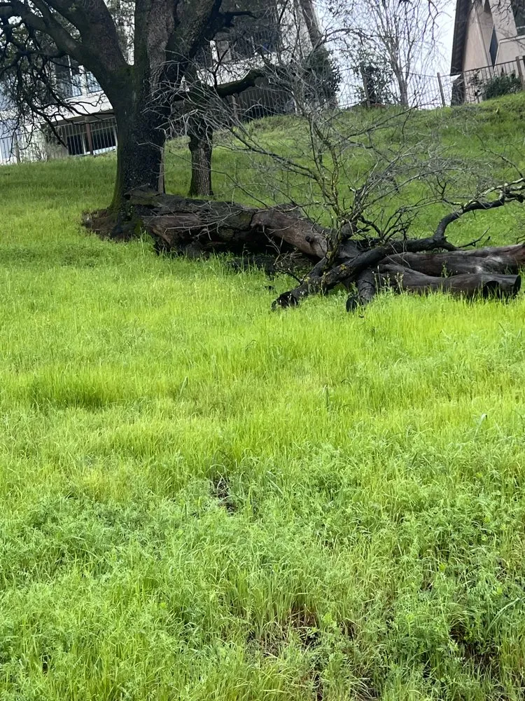 Expert outdoor landscaping in Sacramento, CA - Elmonchis Landscaping