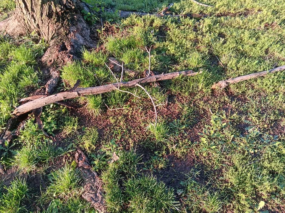 Local garden landscaping for residential properties across Haysville, KS - Elmore's Tree Service