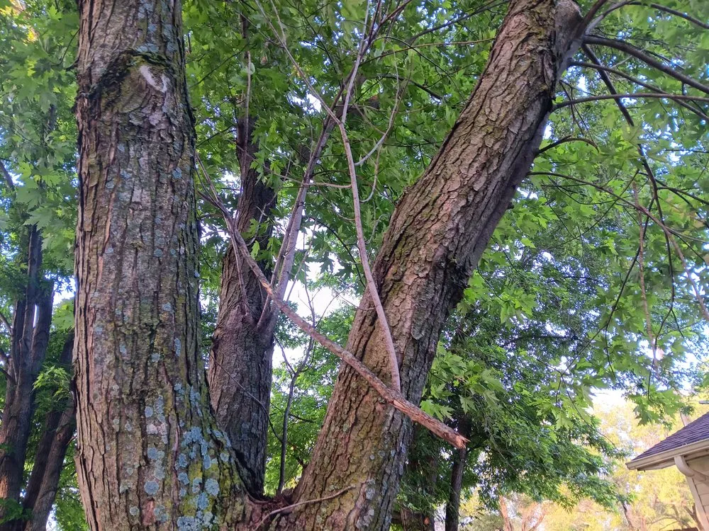 Affordable lawn mowing service in Haysville, KS by Elmore's Tree Service