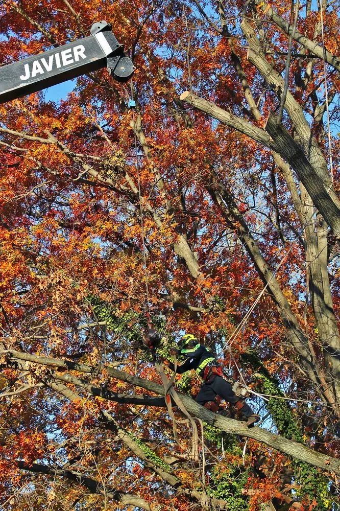 Trusted yard maintenance near you in Bergenfield, NJ by Elmwood Services