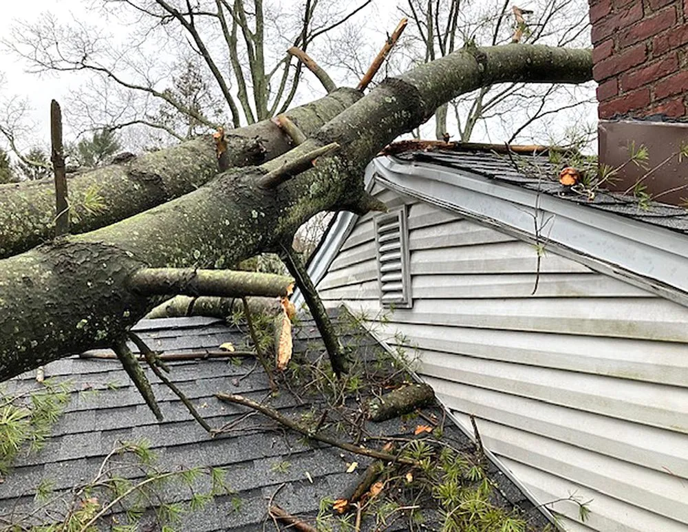 Top-rated landscaping services experts serving Bergenfield, NJ - Elmwood Services