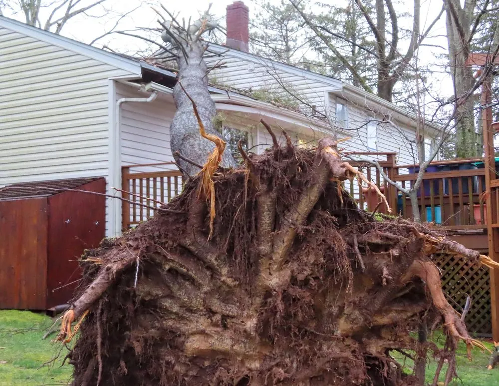 Affordable yard maintenance for residential properties in Bergenfield, NJ by Elmwood Services