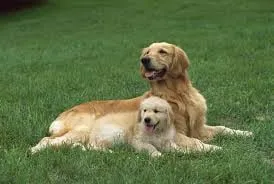 Reliable garden landscaping for outdoor upgrades across Cicero, IL - ELOY Landscapes